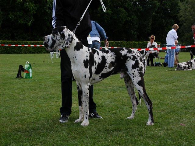 Foto's